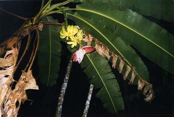 Loading.........    Bananna tree